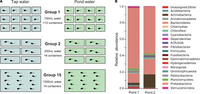 Microflora Influence: The Aquatic Environment Changes Grouping Risk and Development Speed of Toad Tadpoles